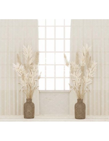 Pampas and light (backdrop)